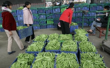 冬季大棚种植的蔬菜价格菜农说的算,市场供不应求
